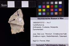 Foto (Objket + Etiketten) von Cyclothyreus sp. 